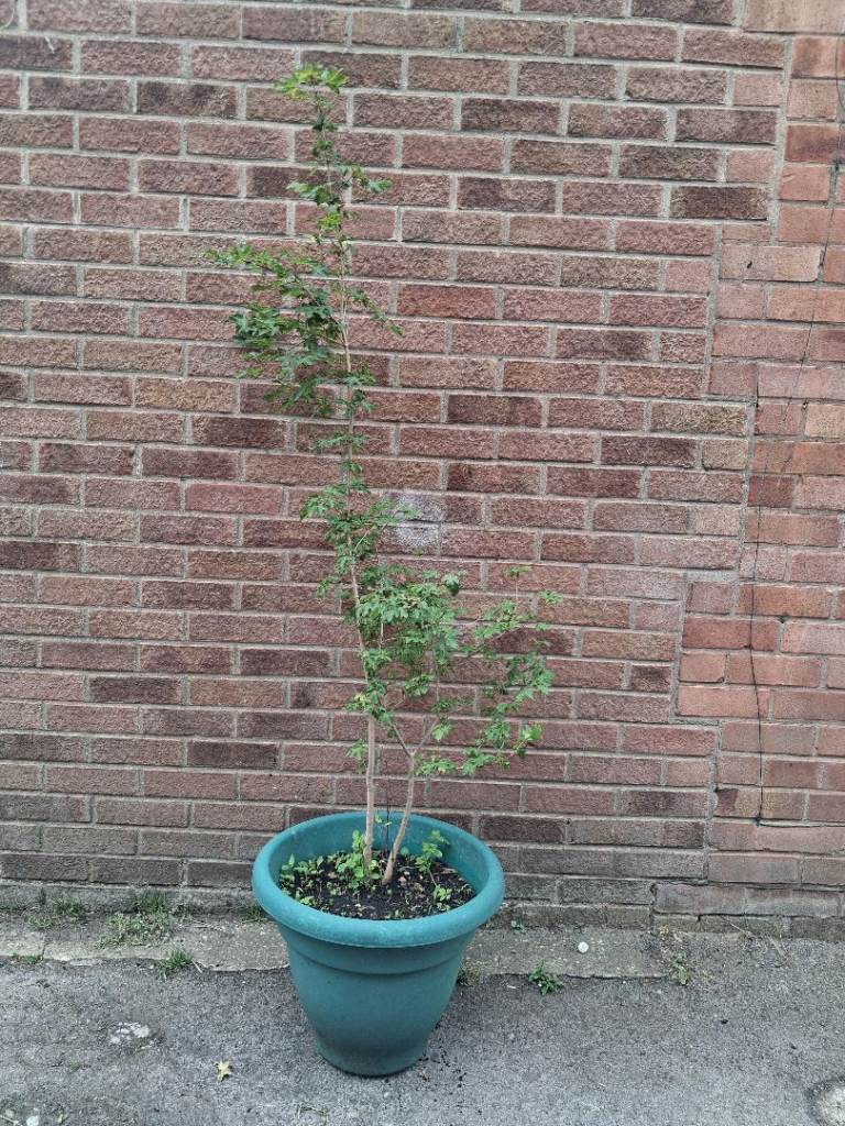 Large garden tree 