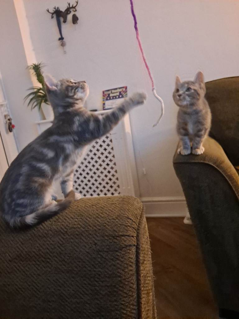 Bengal x ragdoll kittens 