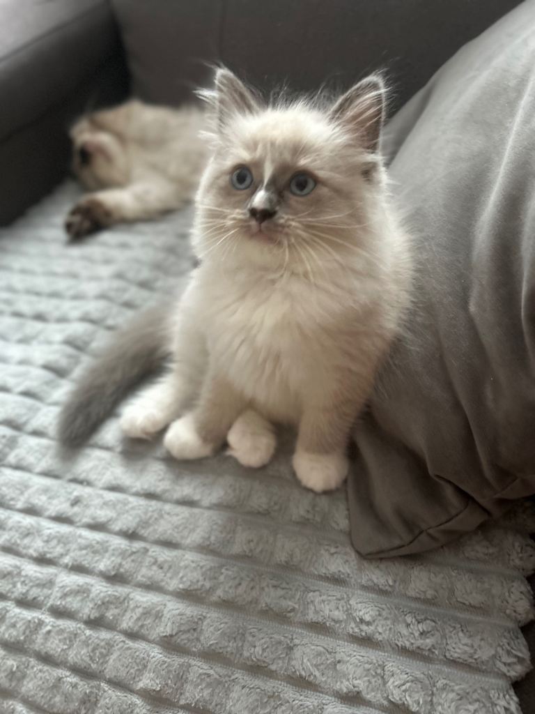 😻Beautiful Purebred Ragdoll Kittens 😻