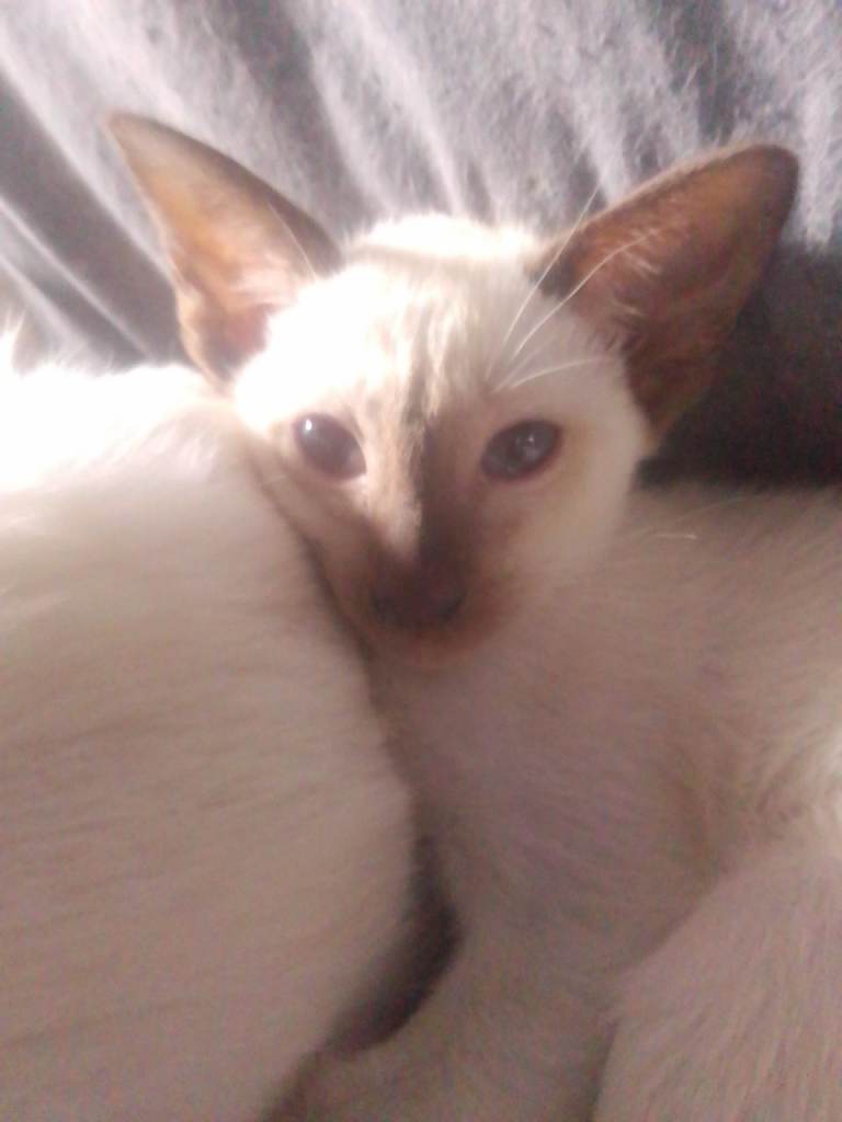 Siamese kittens 