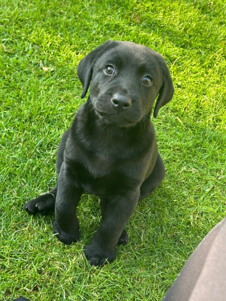 LABRADOR BOY PUPPY