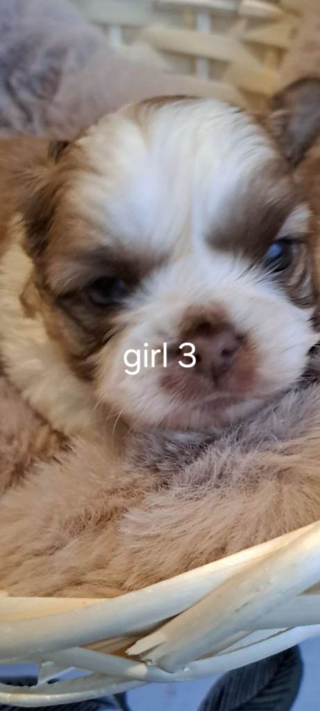 Chih tzu mix long hiar chihuahua 