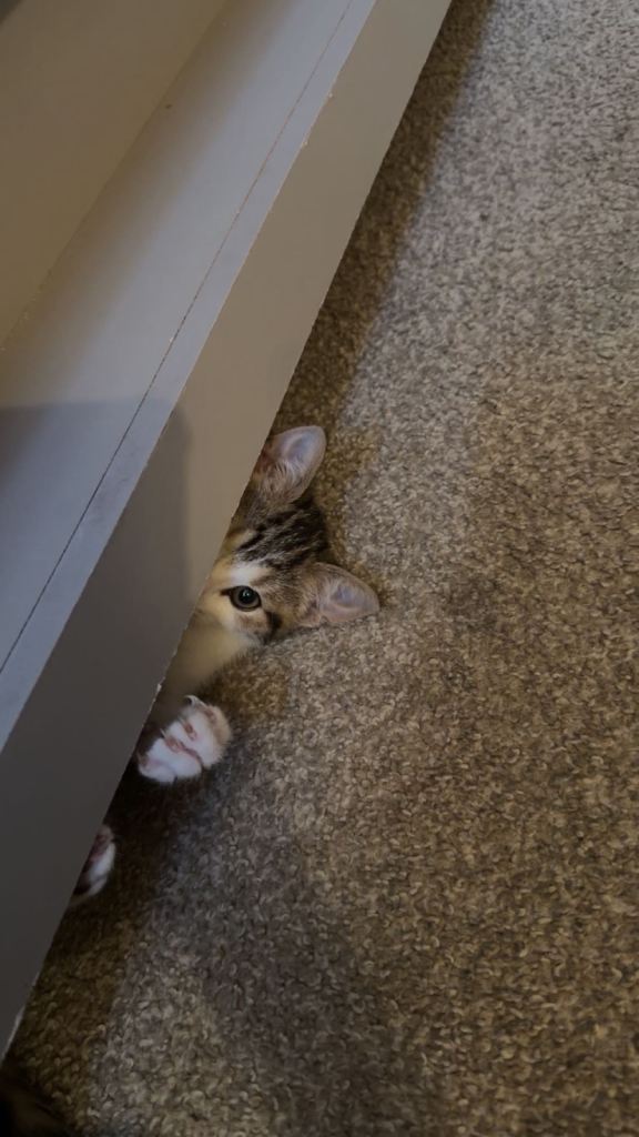Kitten for sale 