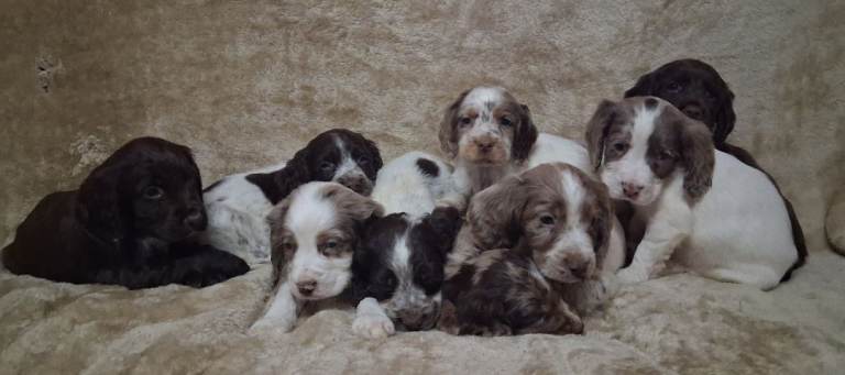 Cocker spaniel puppies