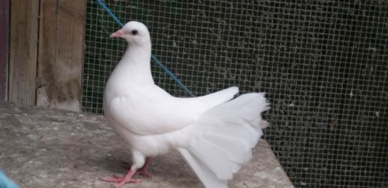 Fantail pigeons for sale 