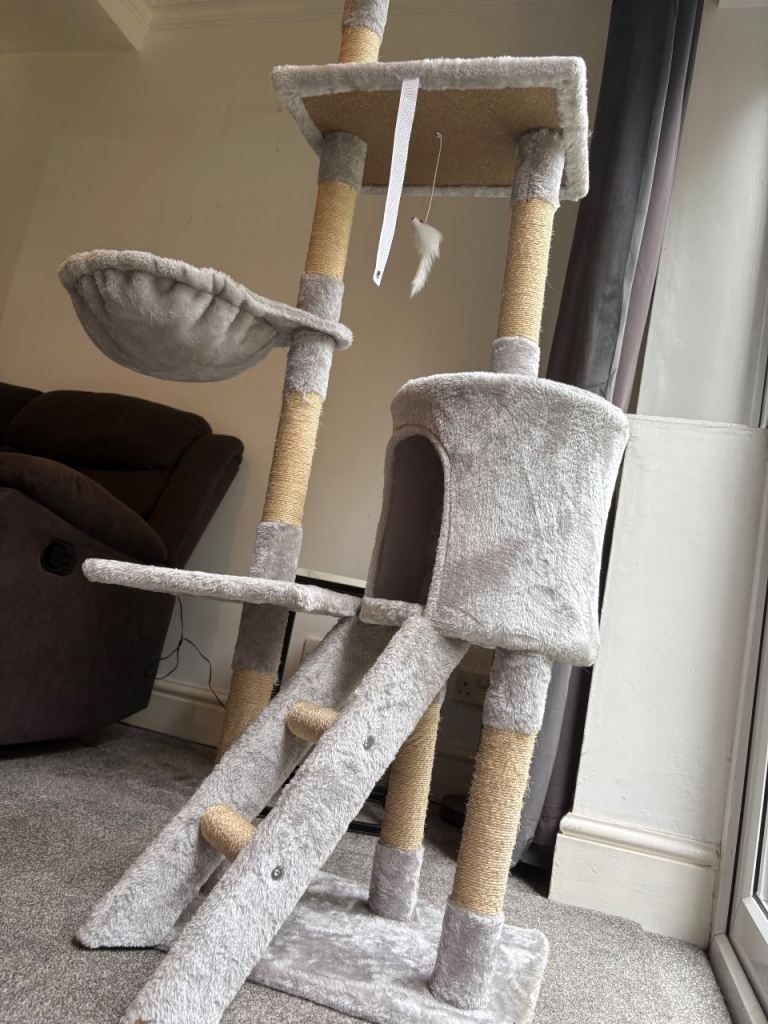 Cat climbing tower