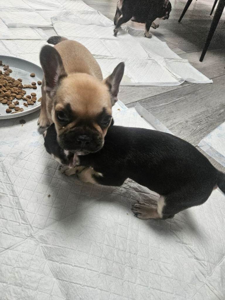 French bulldogs 