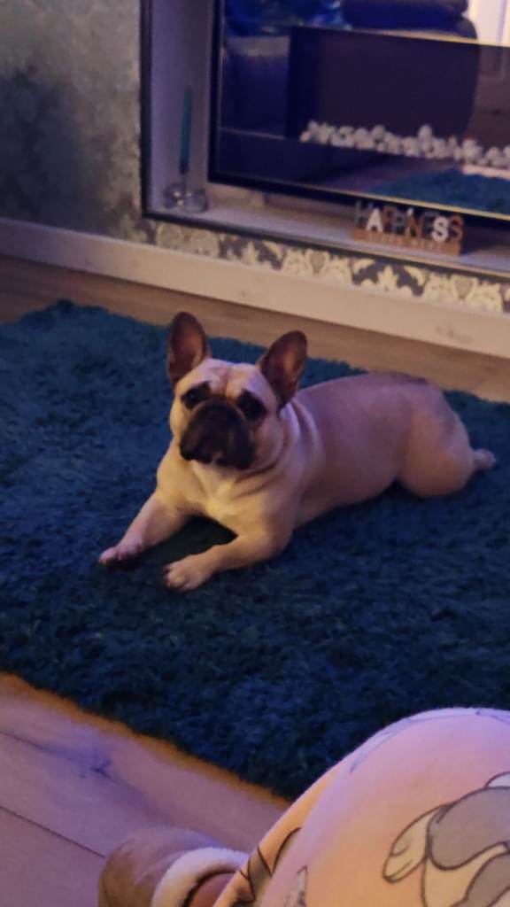 Female french bulldog