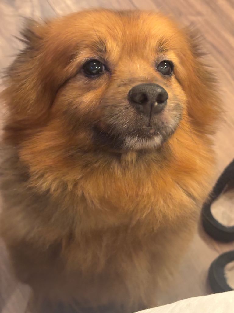 Dog for rehome