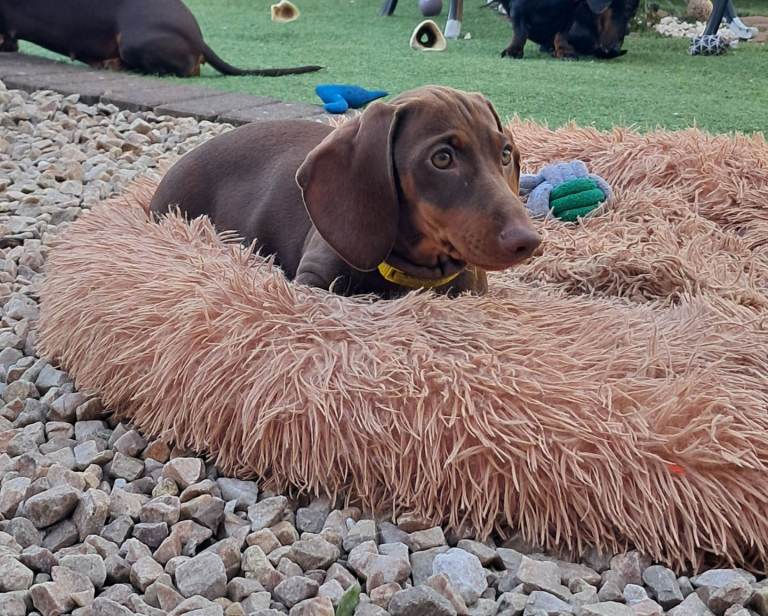 Beautiful Dachshund 
