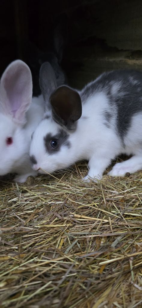 Rabbits New Zealand cross Continental 