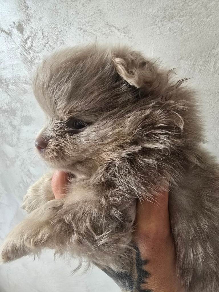 Xsmall teddy bear pomeranians 