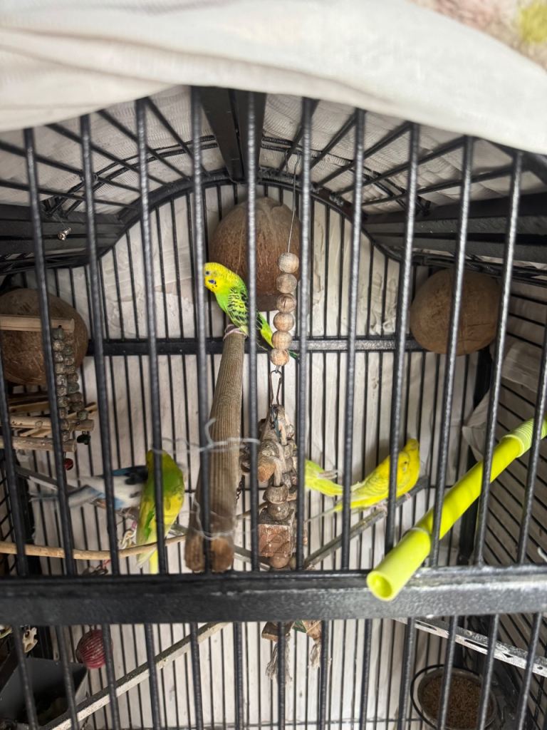 Six Budgies 