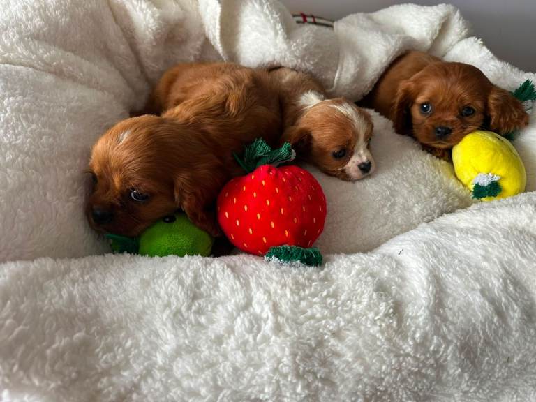 King Charles cavalier spaniel puppies 