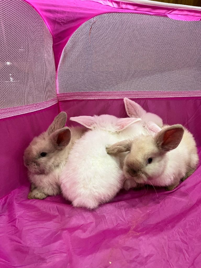 Mini lop rabbits 