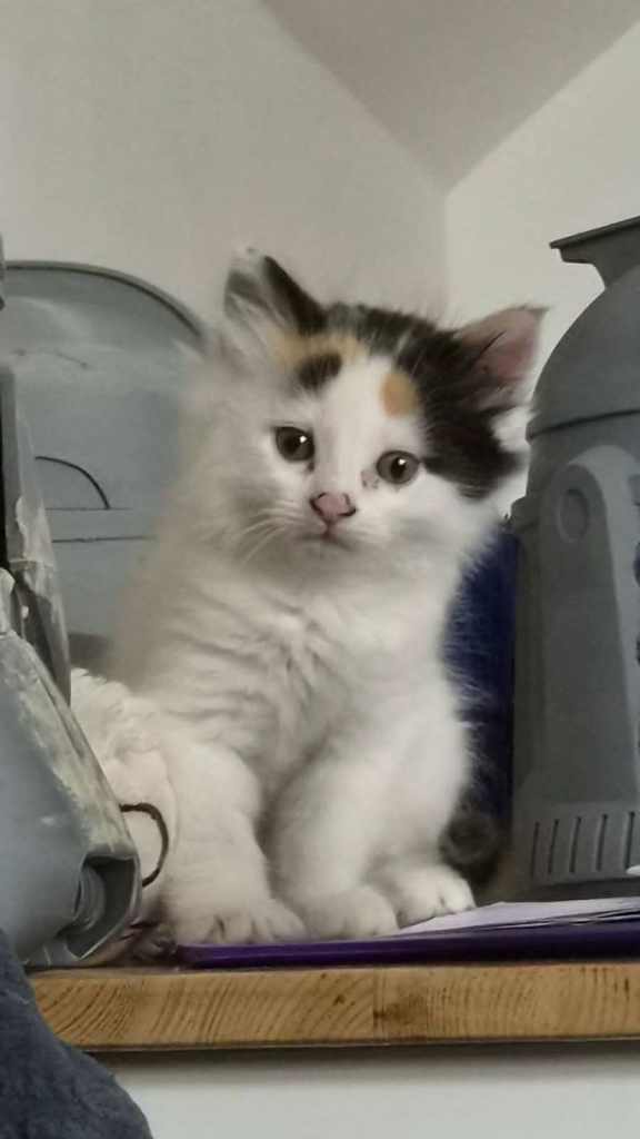 Kitten for sale