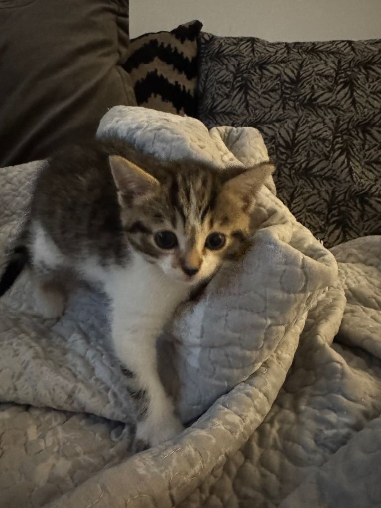 Beautiful kittens ready in 2 weeks 