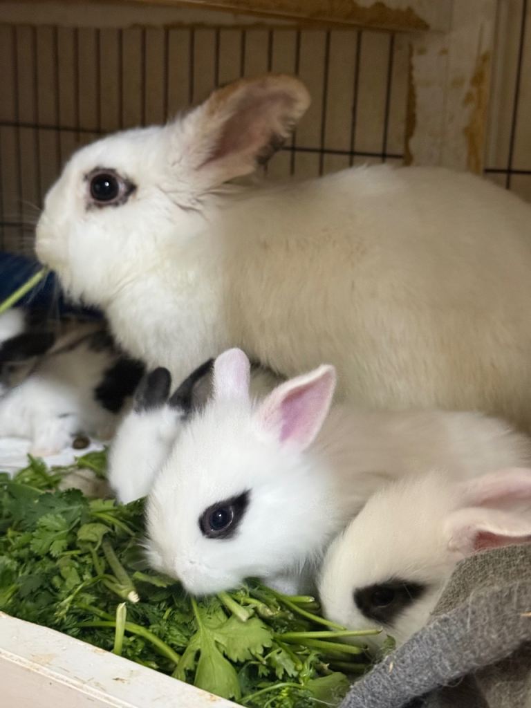 Baby bunnies for sale 