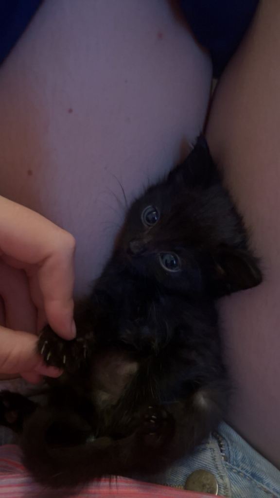 kittens ready this weekend!