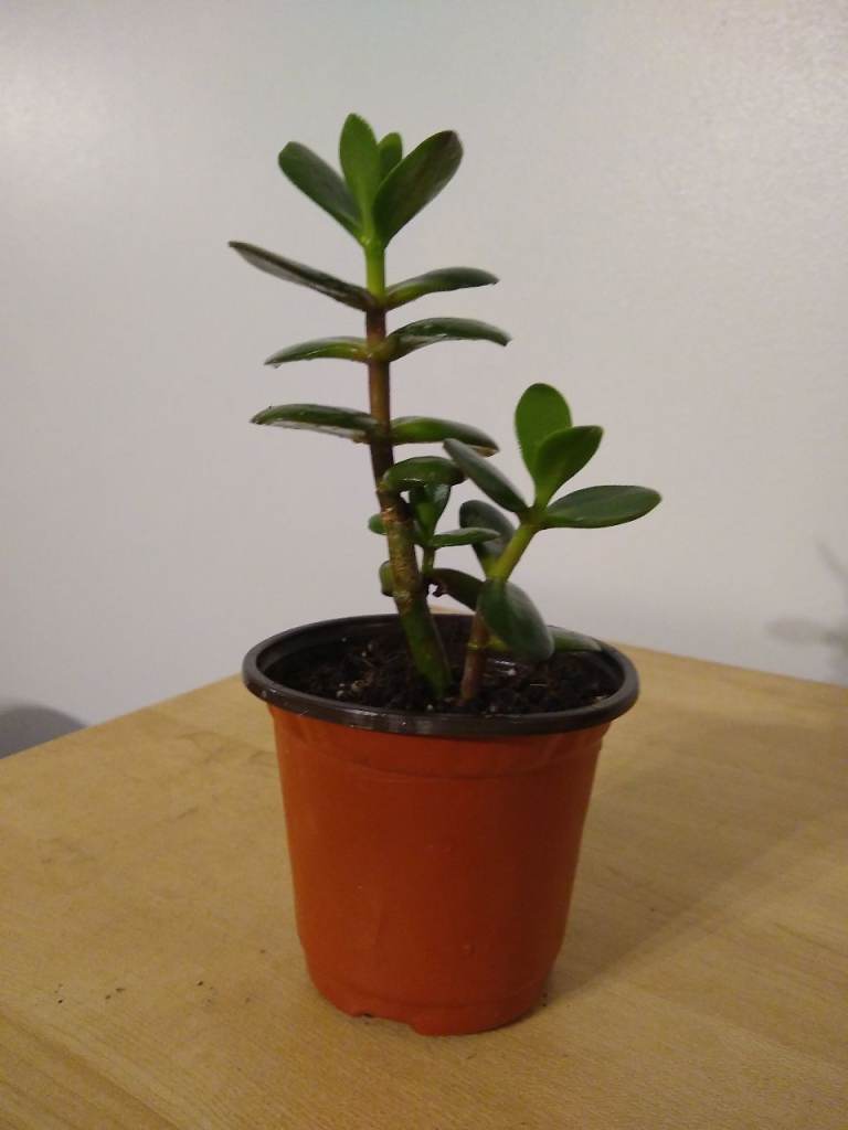 Healthy Jade Plant in Pot – Good Condition