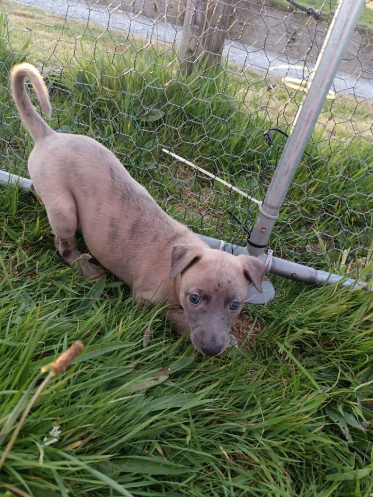 3 hansome whippet boys left 