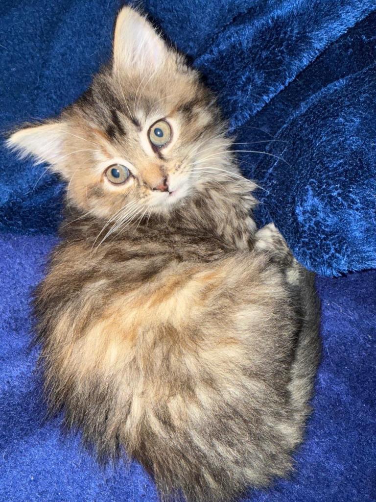 Beautiful ragdoll cross kitten