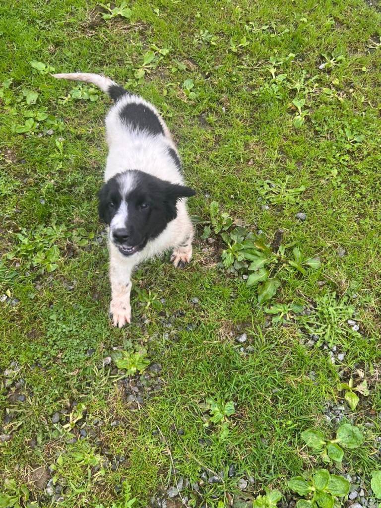 Newfoundland pups ikc reg full paper longford 