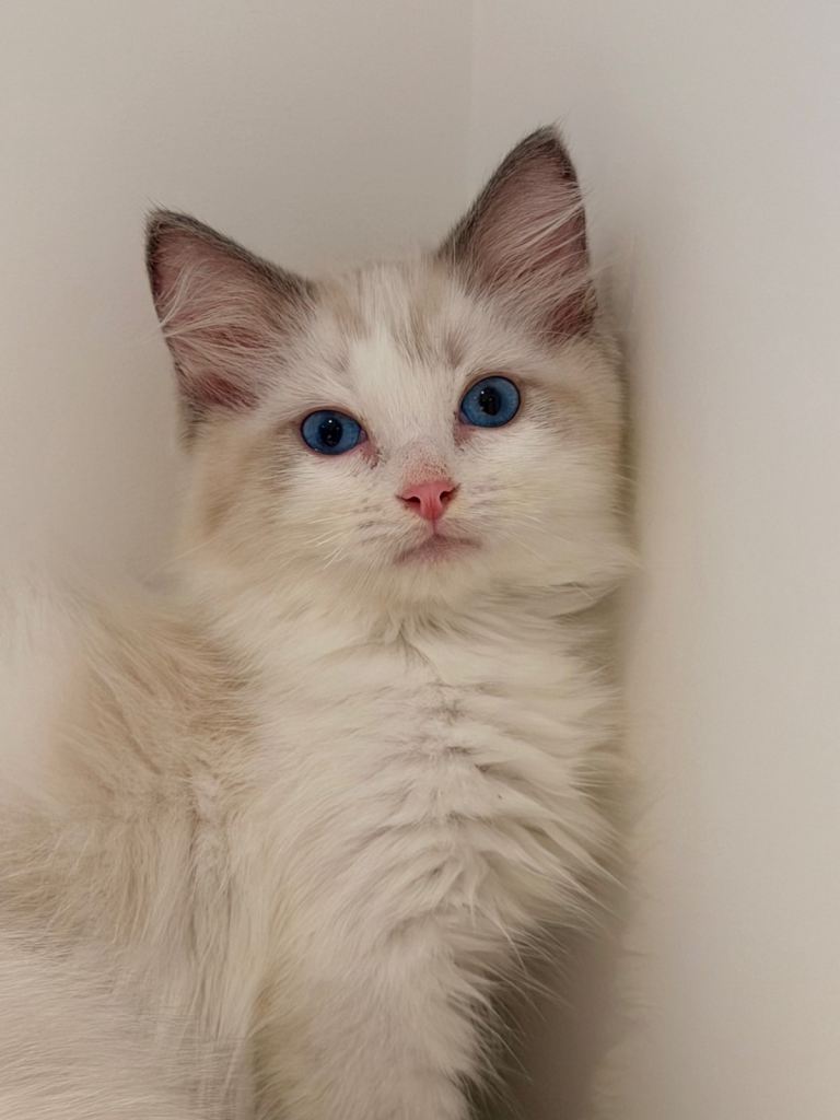 Beautiful Ragdoll Kittens Only one boy left