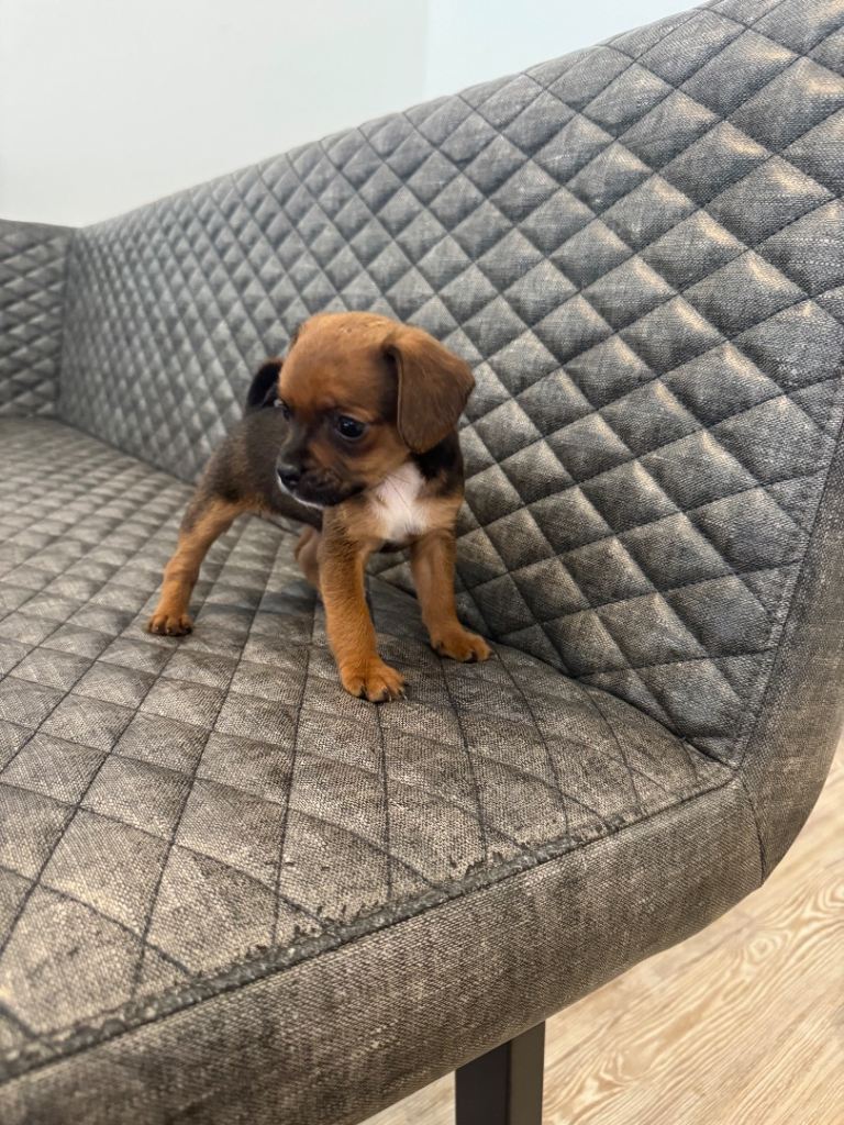 Puppies pug x