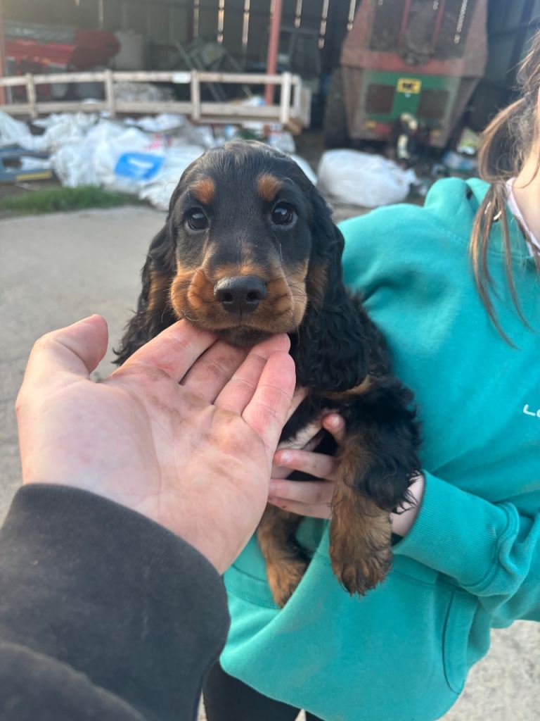 Cocker spaniel 