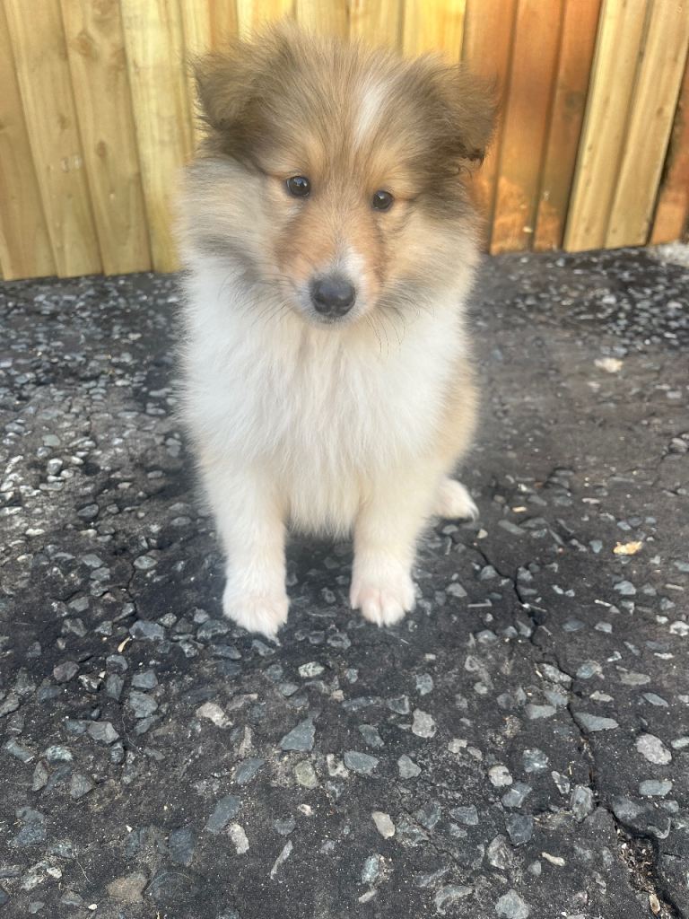 Beautiful rough collie puppy for sale boy