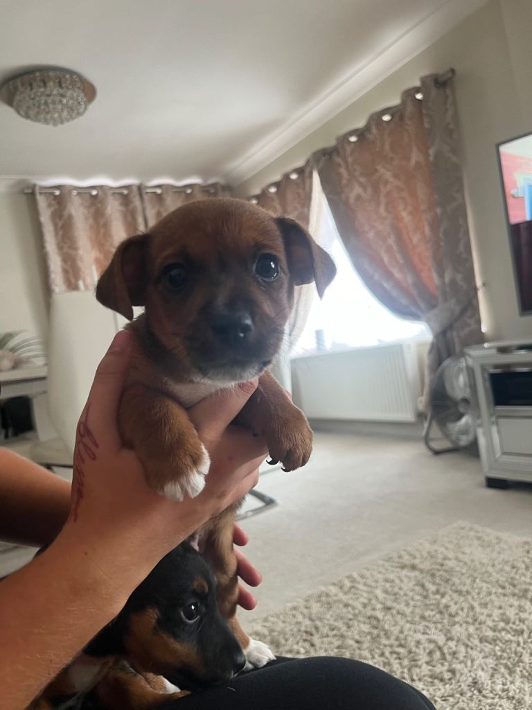 Standard old type Jack Russell puppies