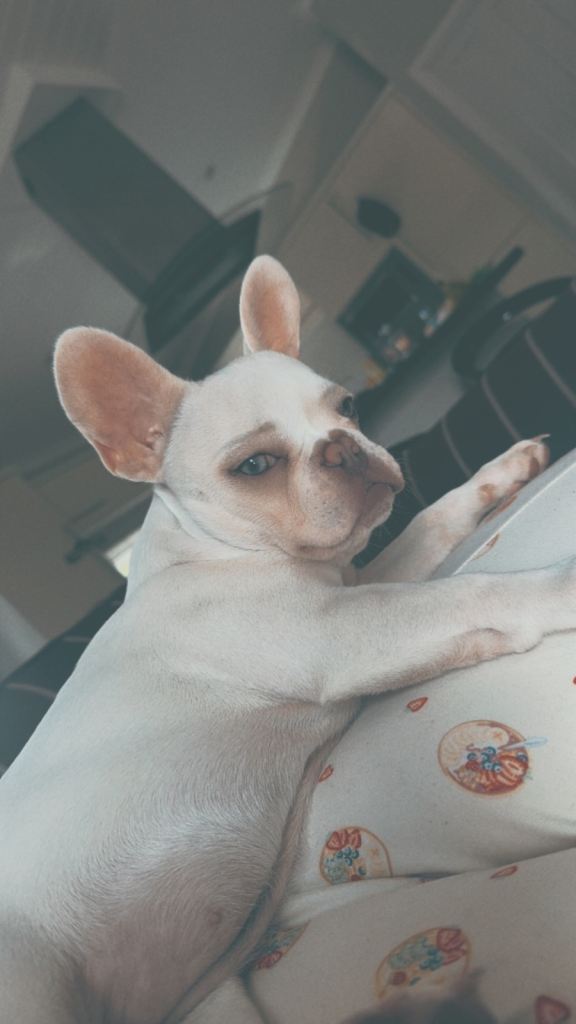 French bulldog pup 5 months old 