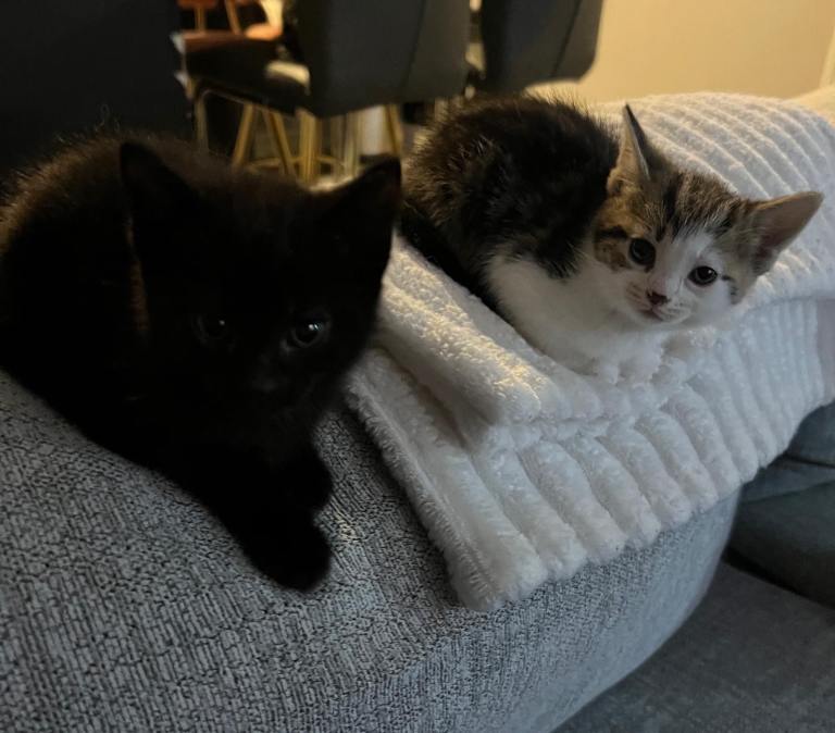 2 beautiful female kittens