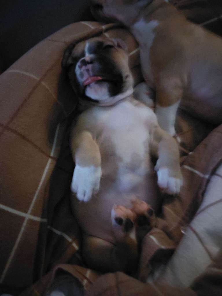 Staffy x pocket bully 