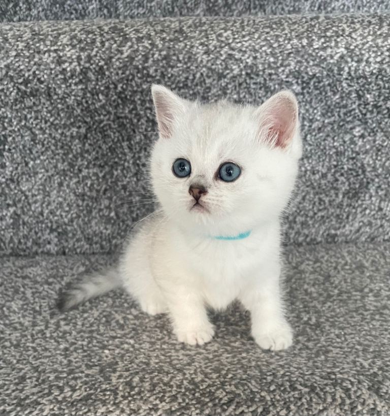 Pedigree British Short Hair Kittens