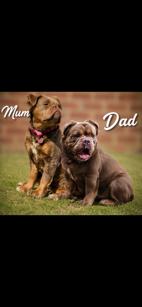 🧬 Rare Fluffy Mammut Gene Olde English Bulldogge Puppies 🐾. Make me an offer!!