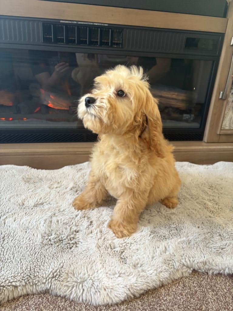 4 stunning cockapoo puppies for sale 