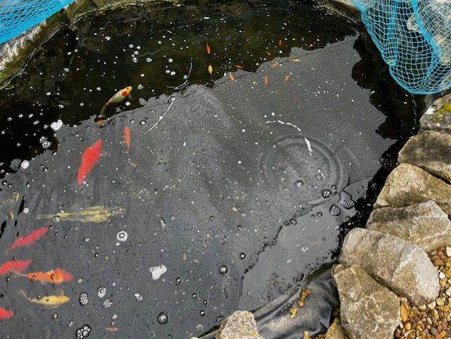Koi Fish and highbred gold fish for Sale 