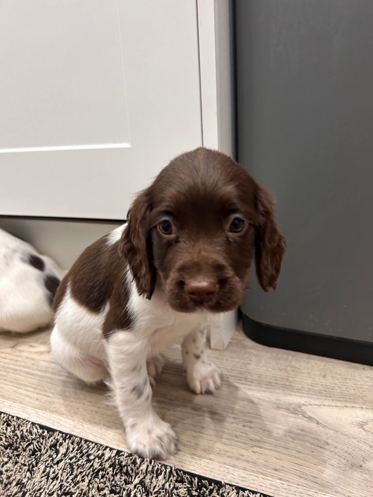 English springer spaniel 