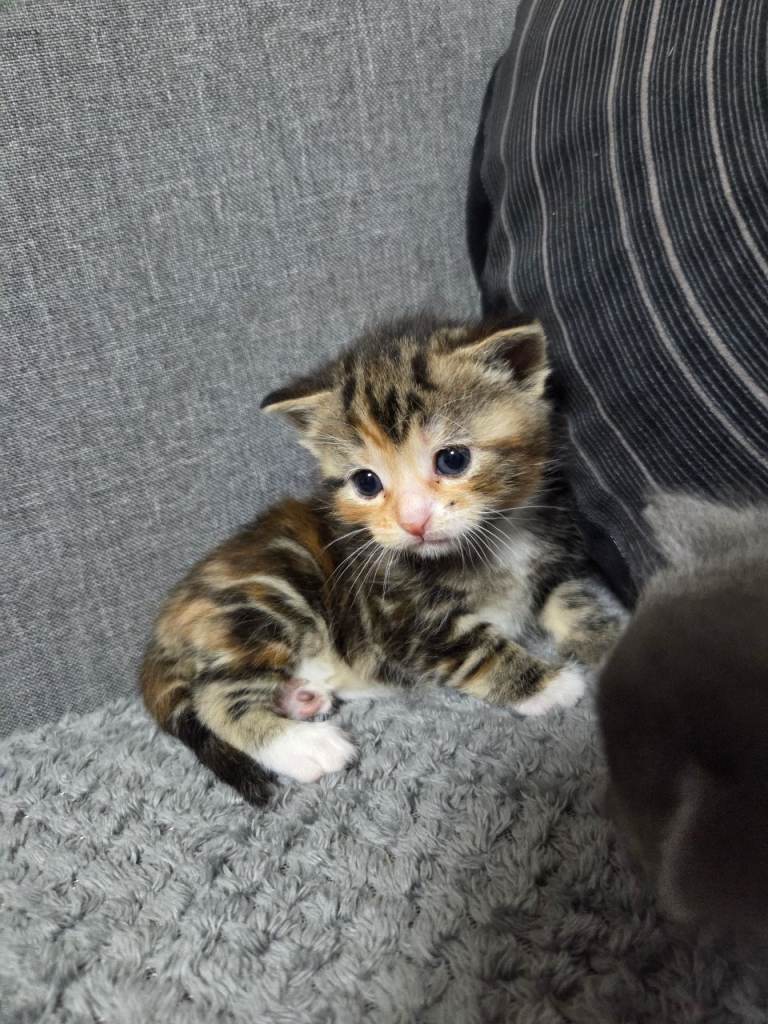 4 Adorable Kittens Ready for Their New Home 