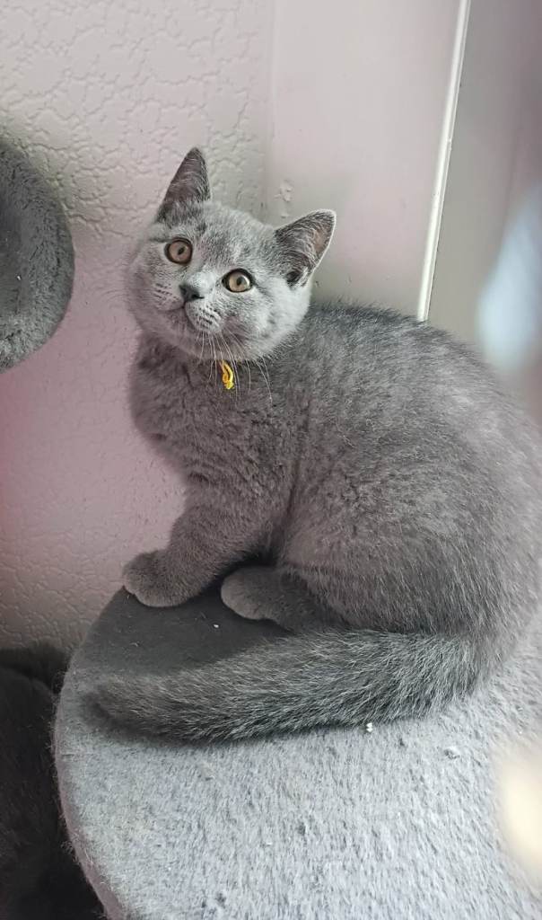 Bsh