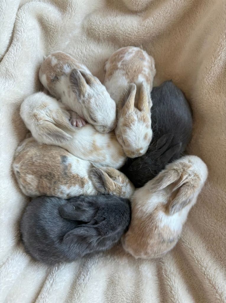 Baby Mini Lops (Ready 16/04)