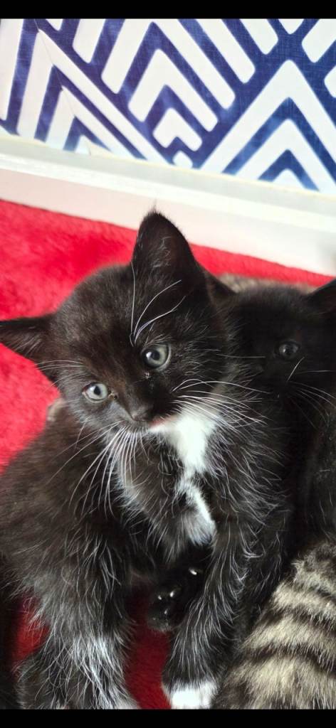 Kittens for sale