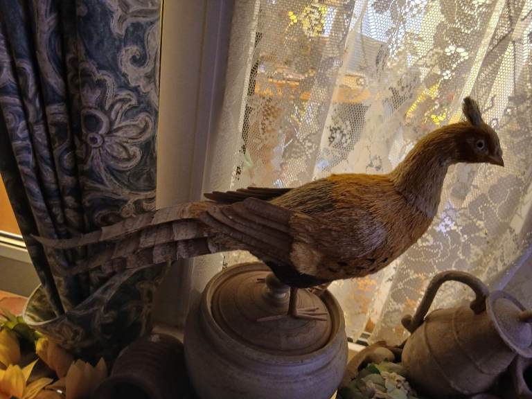Large life size Pheasant Ornament