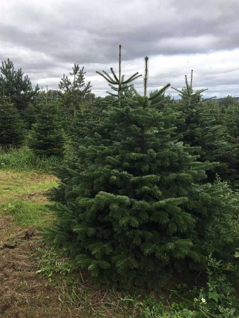 Last Remaining Charity Christmas Trees for Sale!!