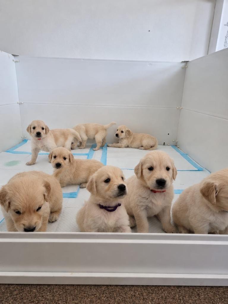 Golden retriever pups 