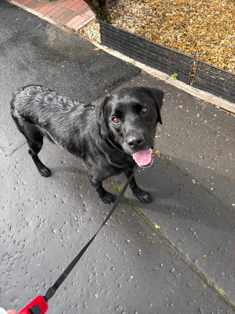 Labrador for a good home 