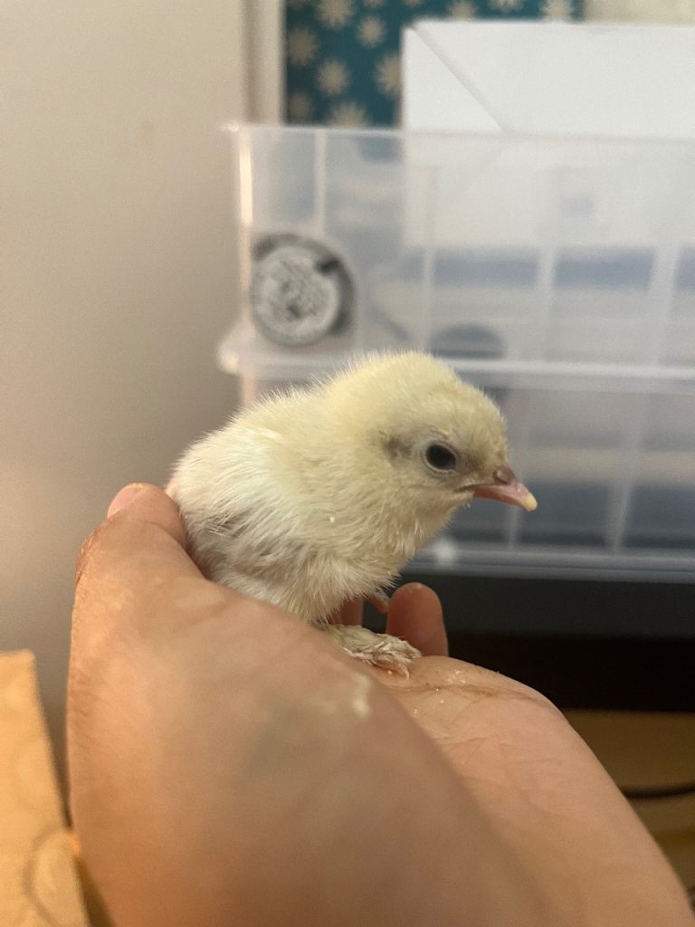 baby chicks