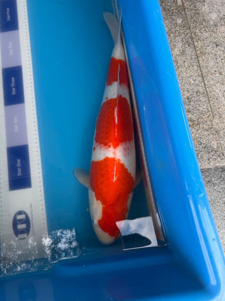 pond filter and koi 